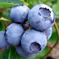 Саджанець Лохина Санрайз в контейнері